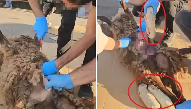 Ölü Koyundan Çıkanlar: Zehir Tacirlerinin Şok Eden Yeni Tuna Oyunu