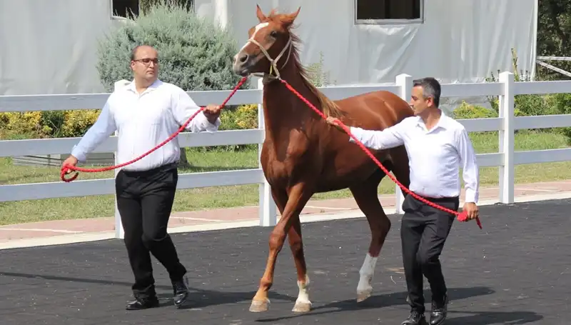 Türkiye'nin Yeni Rekoru: Taşkın Kral Tarımda Devrim Yaratıyor