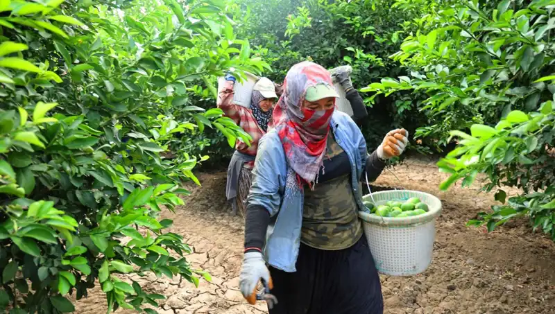 Türkiye'de Market Fiyatları Yerine Oturuyor: Yeni Hasat Dönemi Geldi