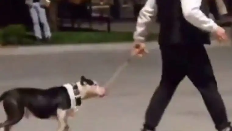 Ağızlıksız Pitbull Kavgası: Sahibi Cezalandırıldı, Olay Büyüyor
